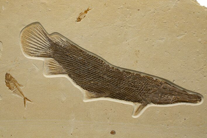 Exceptional Fossil Gar Fish (Atractosteus) - Wyoming #327818